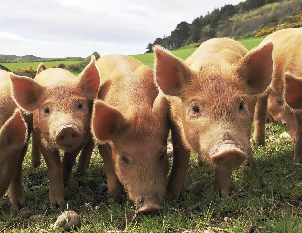 Agriculture Wall Calendar Stapled FSC Paper - 19 x 11 in - product view 13