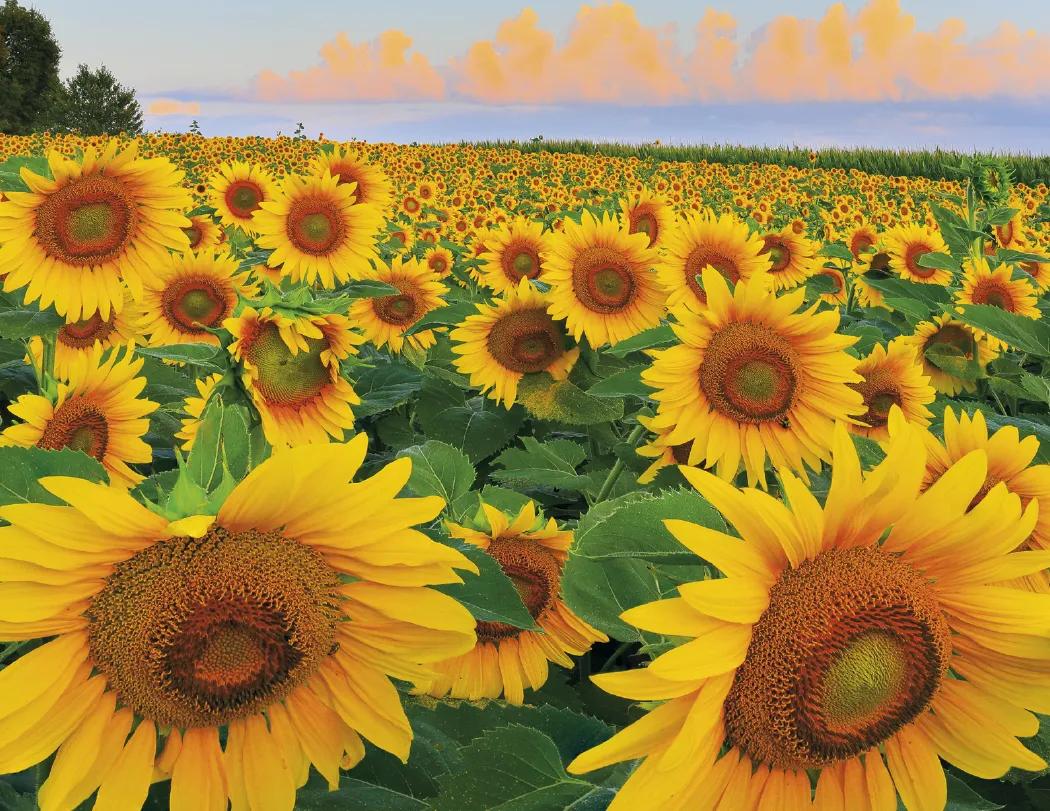 Agriculture Wall Calendar Stapled FSC Paper - 19 x 11 in - product view 14