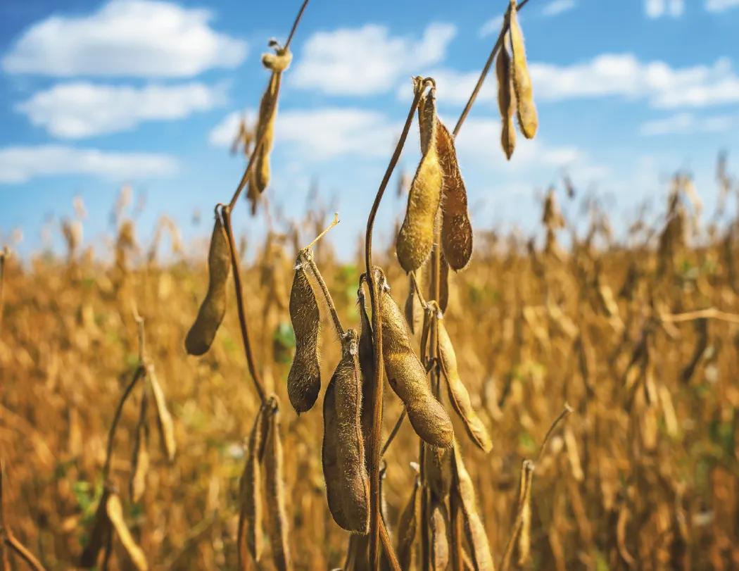 Agriculture Wall Calendar Stapled FSC Paper - 19 x 11 in - product view 16