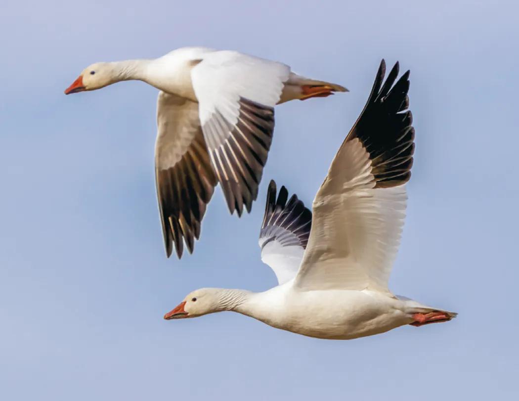 Waterfowl Wall Calendar Stapled FSC Paper - 19 x 11 in - product view 6