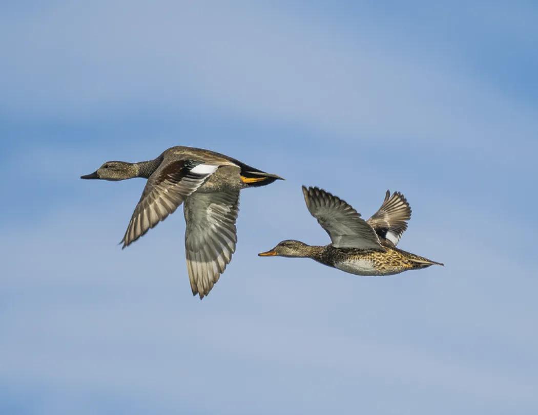Waterfowl Wall Calendar Stapled FSC Paper - 19 x 11 in - product view 8