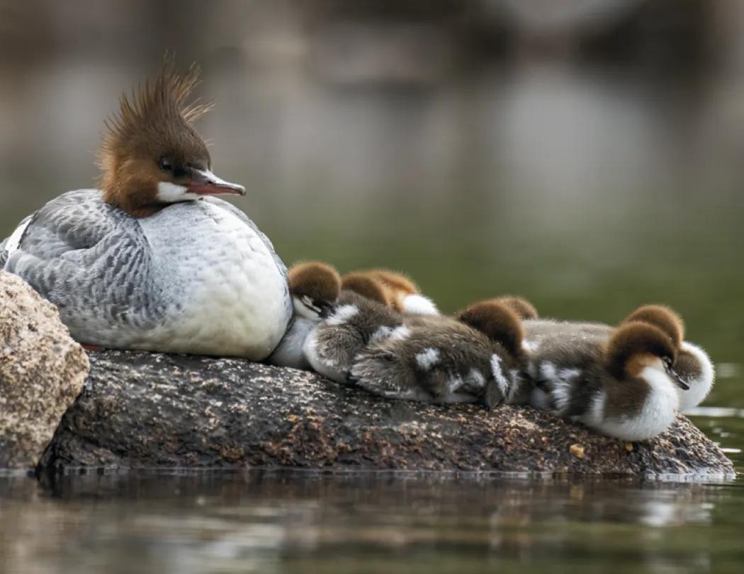 Waterfowl Wall Calendar Stapled FSC Paper - 19 x 11 in - product view 10