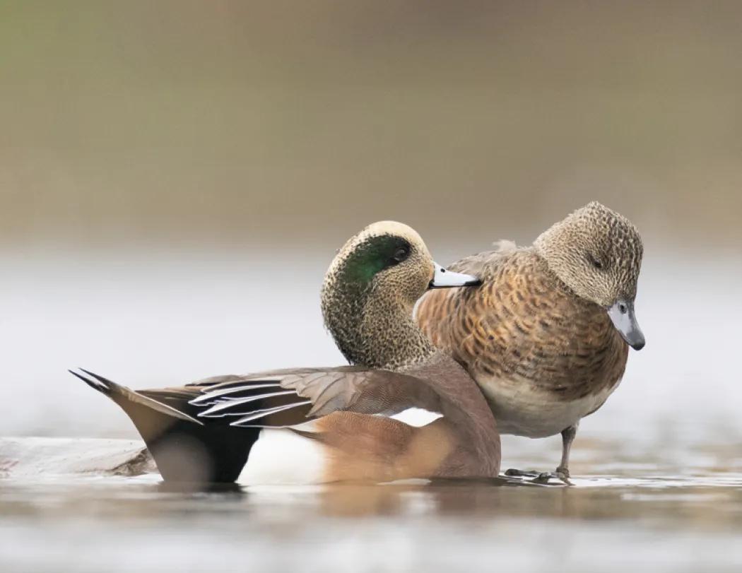 Waterfowl Wall Calendar Stapled FSC Paper - 19 x 11 in - product view 12