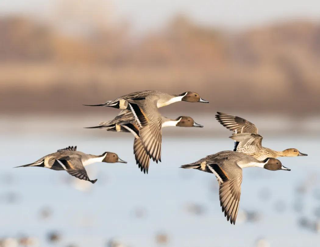 Waterfowl Wall Calendar Stapled FSC Paper - 19 x 11 in - product view 14