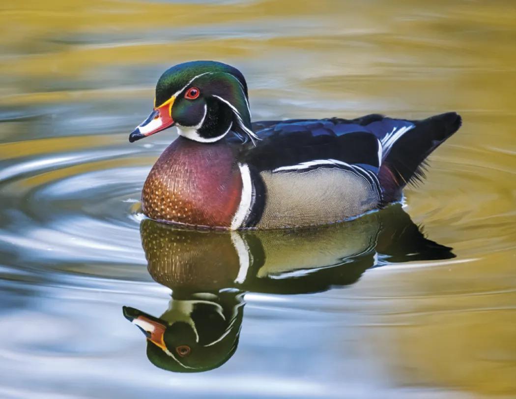 Waterfowl Wall Calendar Stapled FSC Paper - 19 x 11 in - product view 15