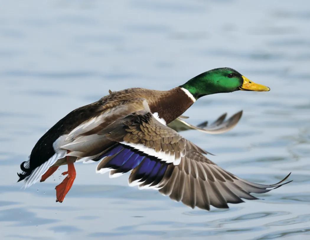 Waterfowl Wall Calendar Stapled FSC Paper - 19 x 11 in - product view 17