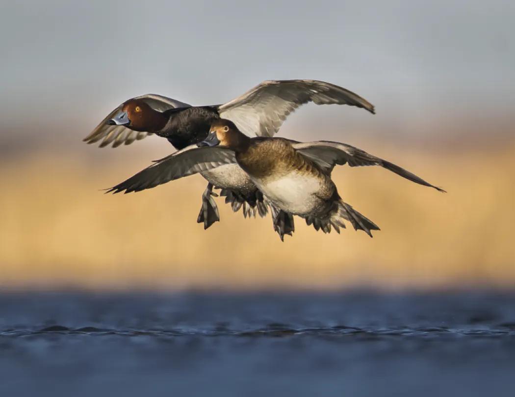 Waterfowl Wall Calendar Stapled FSC Paper - 19 x 11 in - product view 18