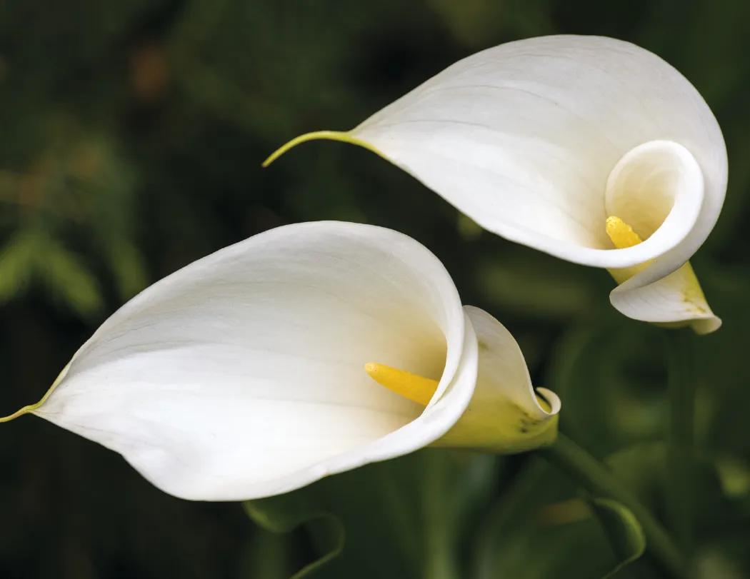 Flowers Wall Calendar Stapled FSC Paper - 19 x 11 in - product view 7