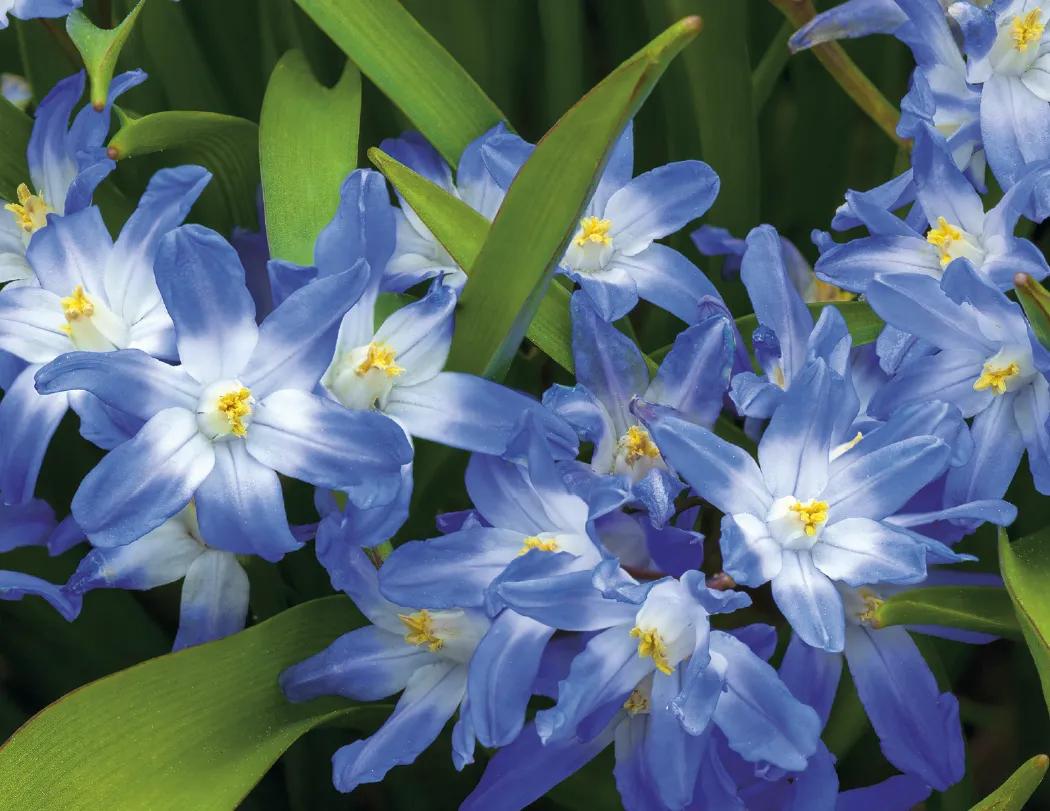 Flowers Wall Calendar Stapled FSC Paper - 19 x 11 in - product view 8