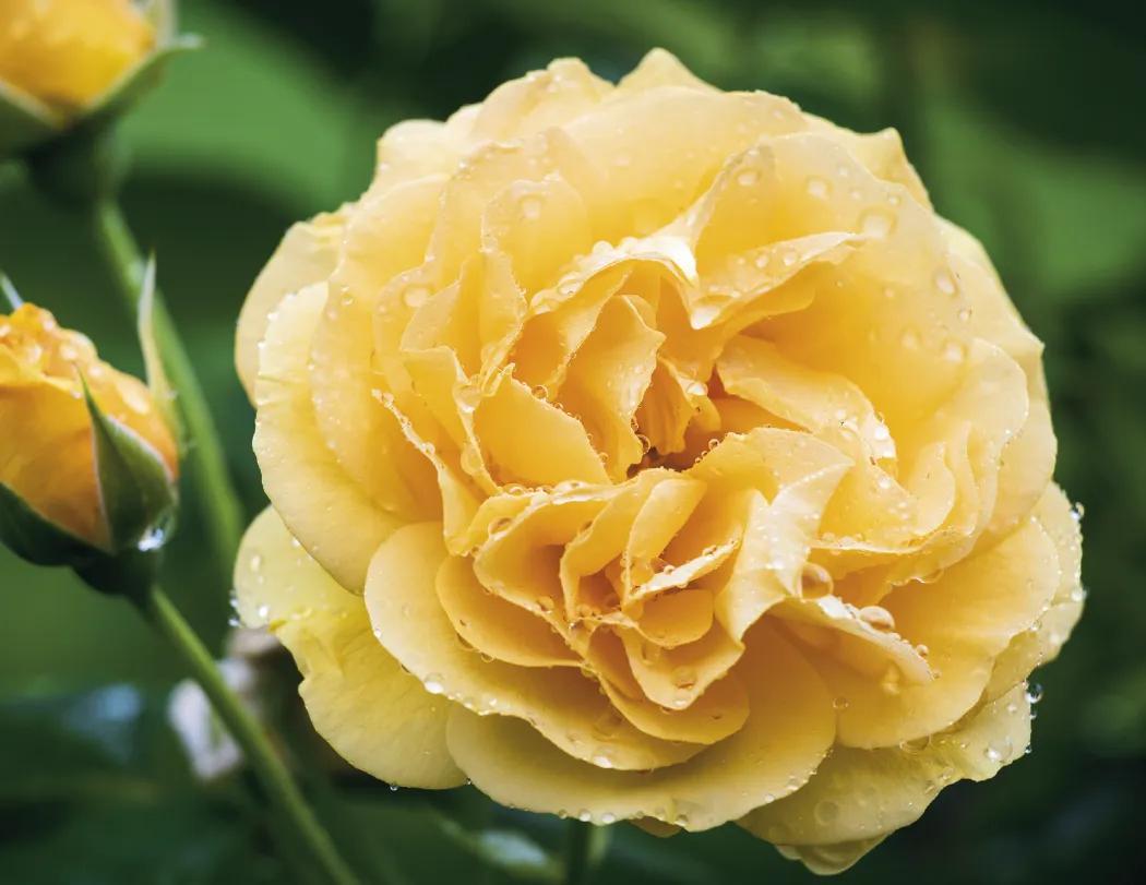 Flowers Wall Calendar Stapled FSC Paper - 19 x 11 in - product view 11