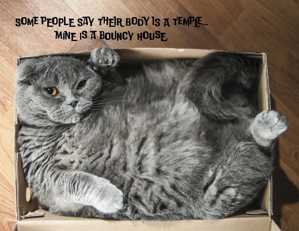 Funny Animals Wall Calendar Stapled FSC Paper - 19 x 11 in - product view 10