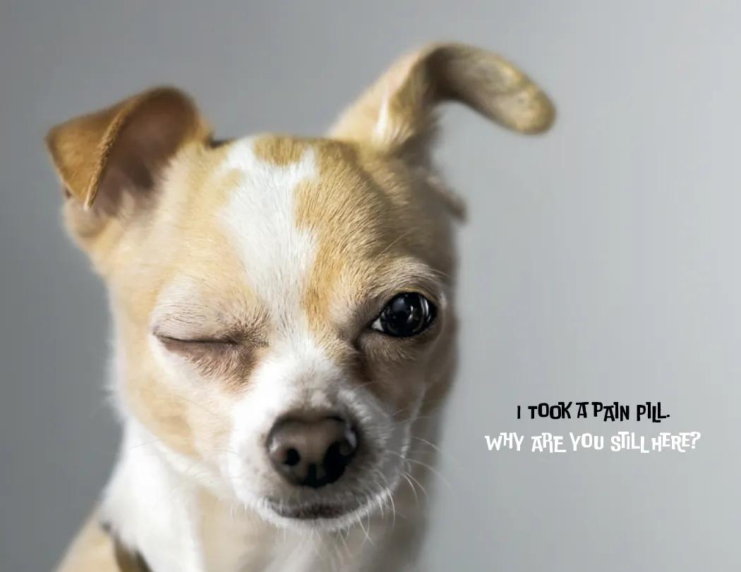 Funny Animals Wall Calendar Stapled FSC Paper - 19 x 11 in - product view 13