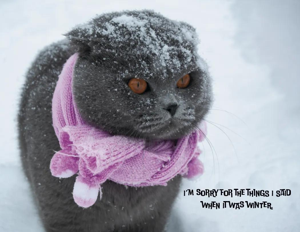 Funny Animals Wall Calendar Stapled FSC Paper - 19 x 11 in - product view 18