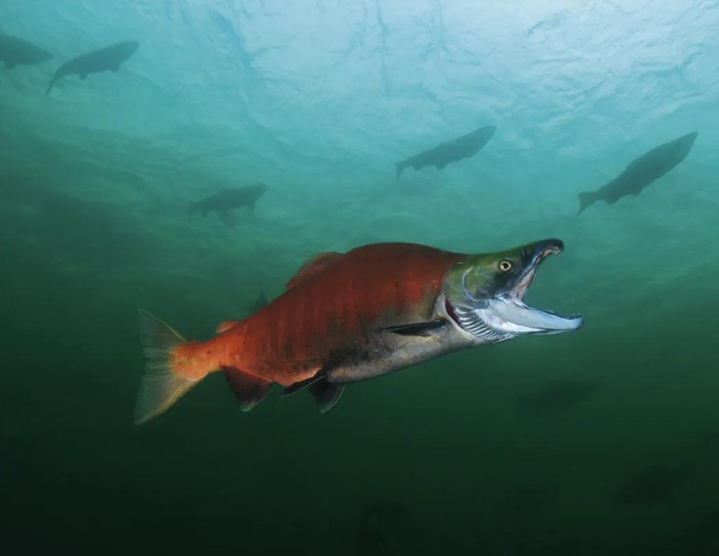 Fishing Wall Calendar Stapled FSC Paper - 19 x 11 in - product view 13