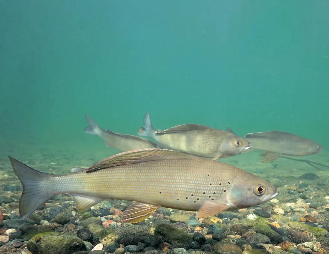 Fishing Wall Calendar Stapled FSC Paper - 19 x 11 in - product view 15