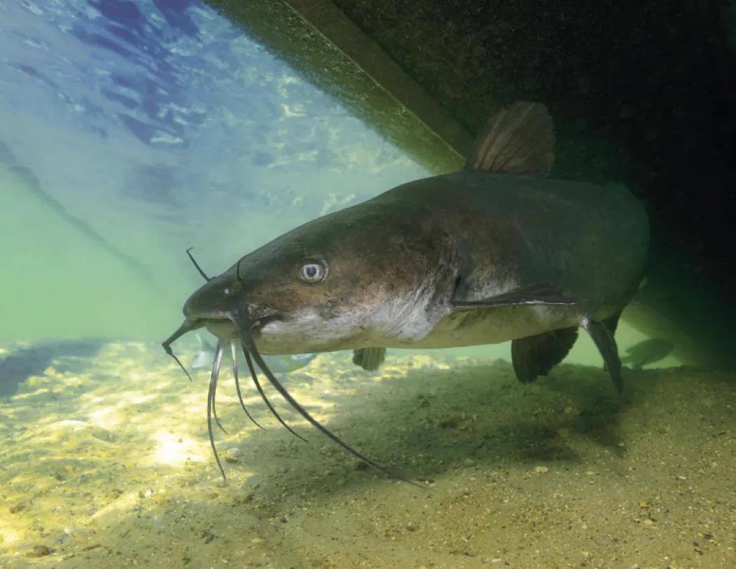 Fishing Wall Calendar Stapled FSC Paper - 19 x 11 in - product view 17