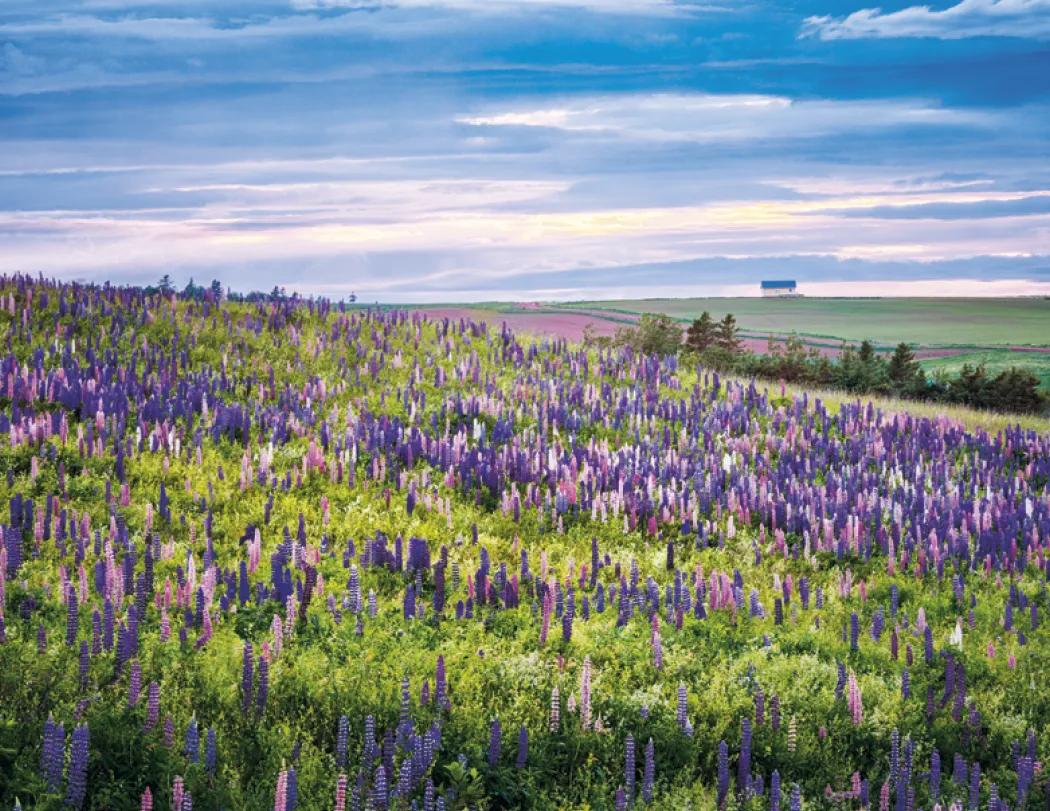 Atlantic Canada Wall Calendar Stapled FSC - 19 x 11 in - product view 10