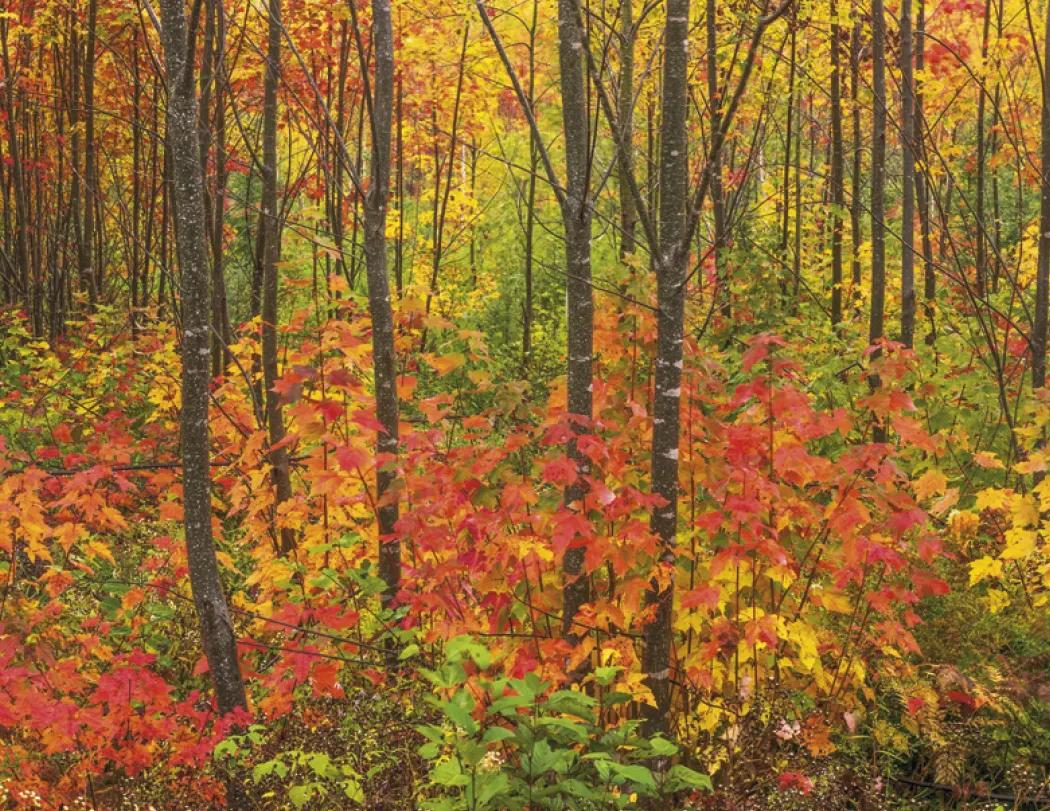 Atlantic Canada Wall Calendar Stapled FSC - 19 x 11 in - product view 17