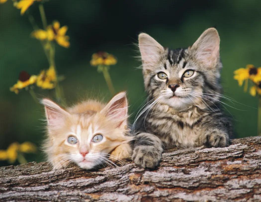 Puppies Kittens Window Calendar FSC Paper - 17.25 x 11 in - product view 12