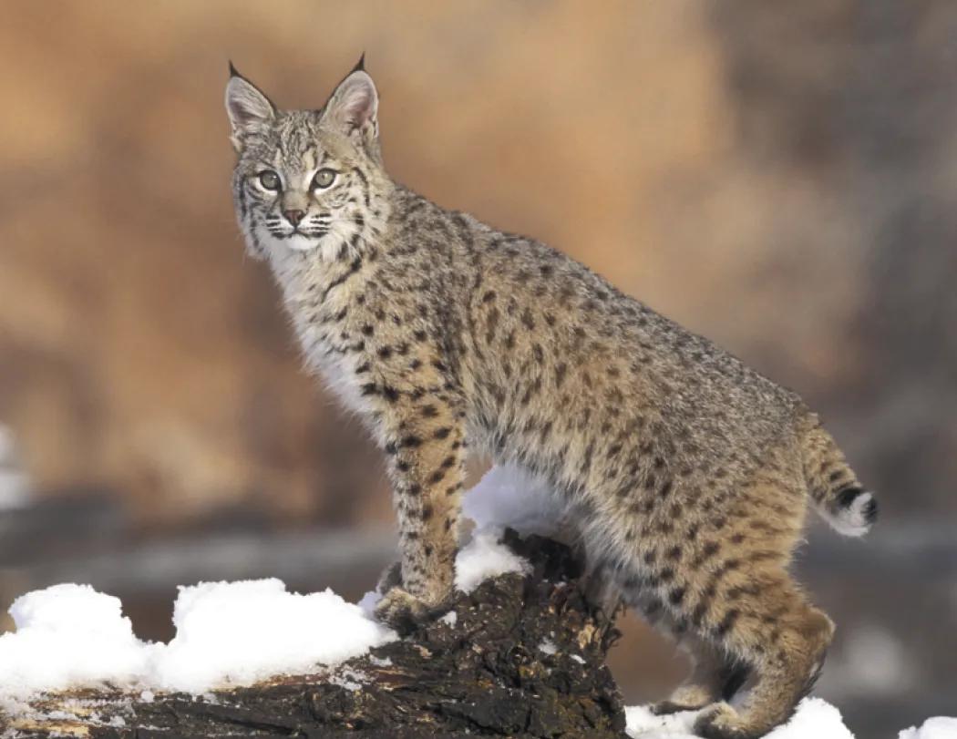 Wildlife Portraits Window Calendar North America - 17.25 x 11 in - product view 5