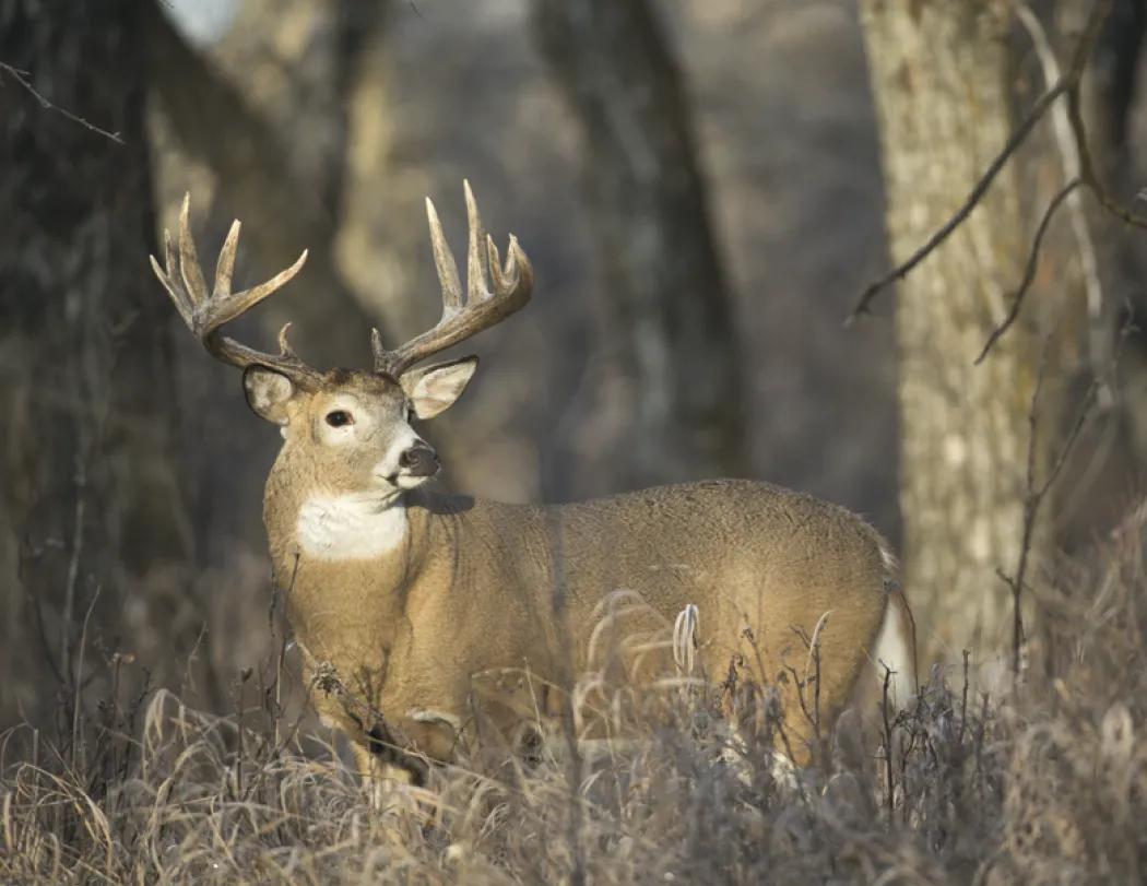 Wildlife Portraits Window Calendar North America - 17.25 x 11 in - product view 6