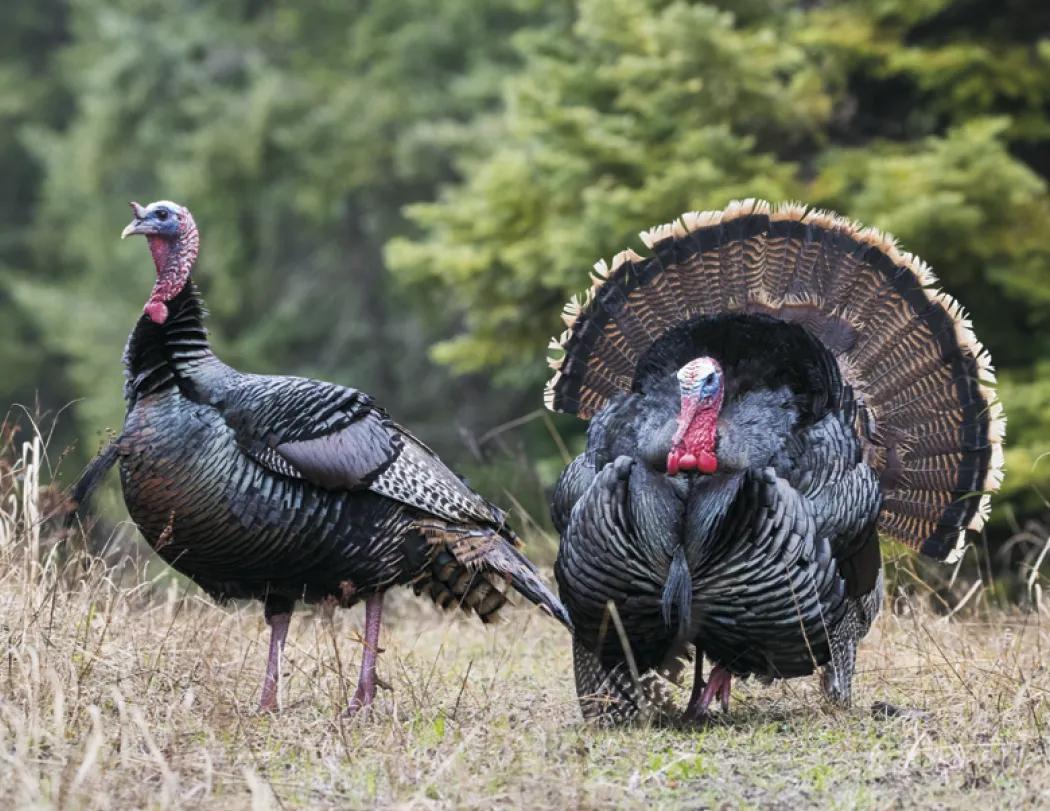 Wildlife Portraits Window Calendar North America - 17.25 x 11 in - product view 7