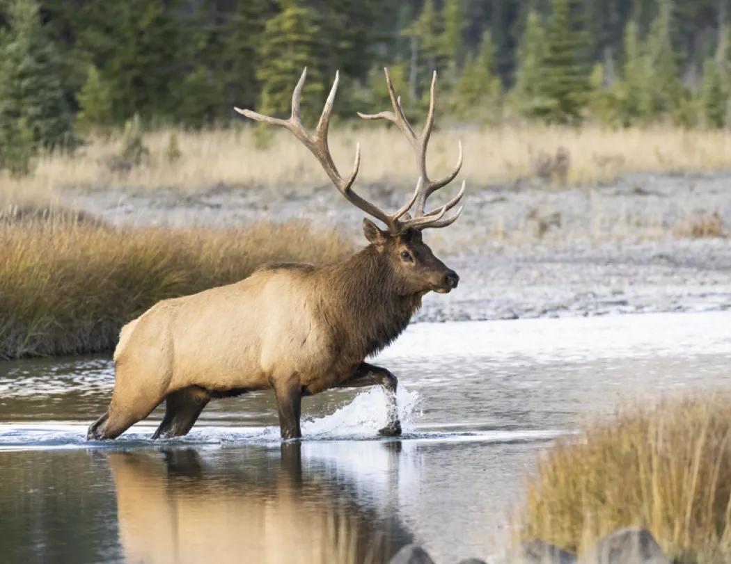 Wildlife Portraits Window Calendar North America - 17.25 x 11 in - product view 8