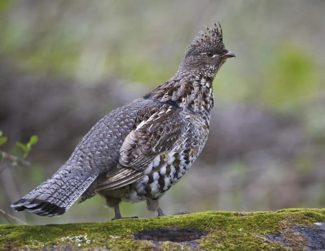 Wildlife Portraits Window Calendar North America - 17.25 x 11 in - product view 9