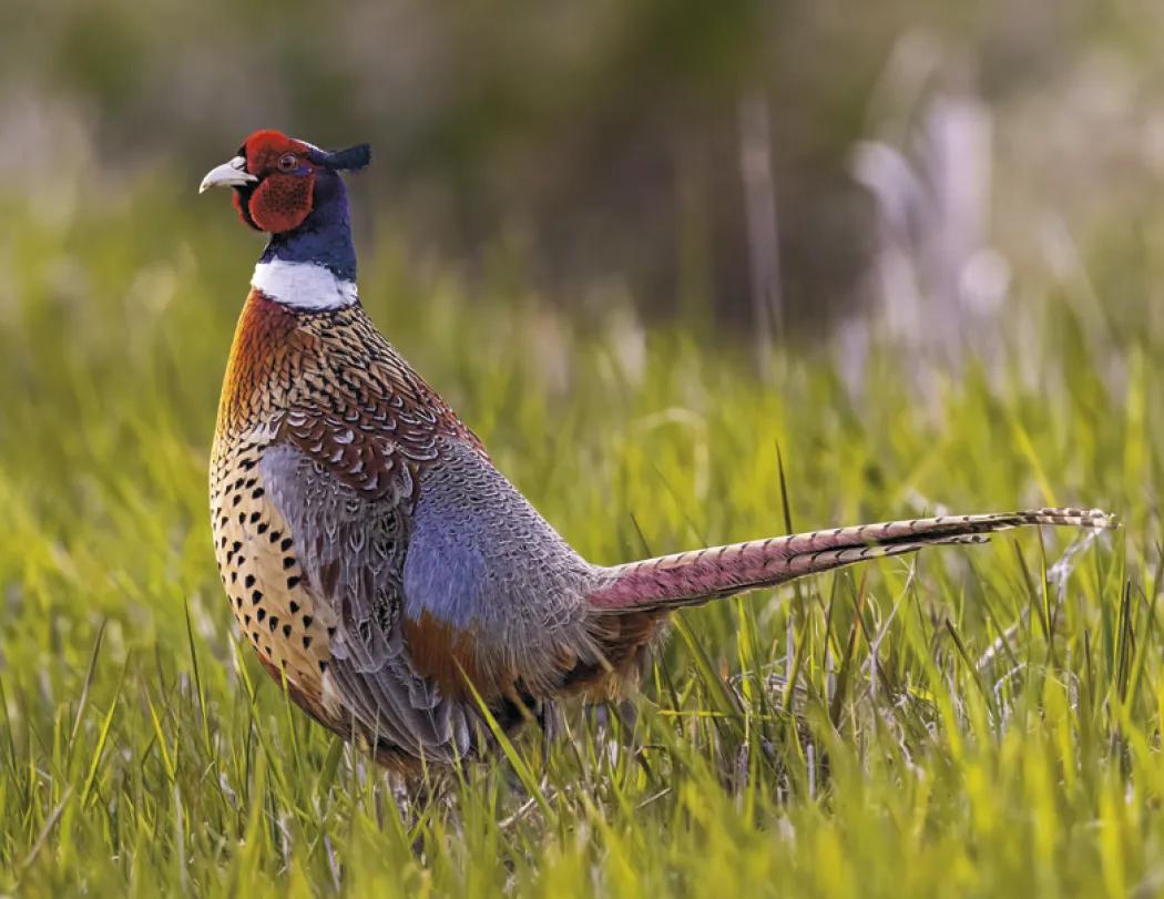Wildlife Portraits Window Calendar North America - 17.25 x 11 in - product view 11