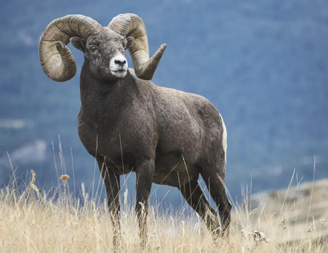 Wildlife Portraits Window Calendar North America - 17.25 x 11 in - product view 12