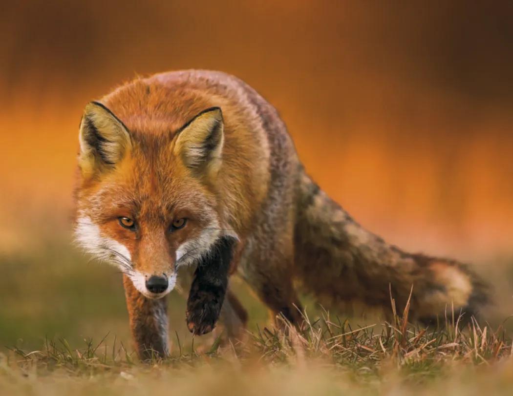 Wildlife Portraits Window Calendar North America - 17.25 x 11 in - product view 13