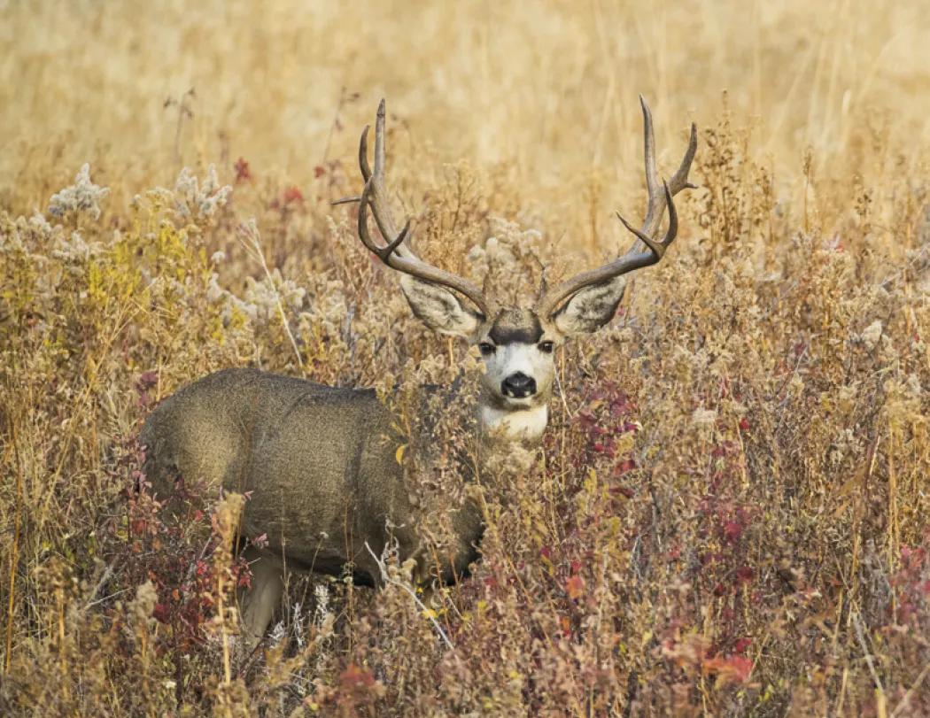 Wildlife Portraits Window Calendar North America - 17.25 x 11 in - product view 14