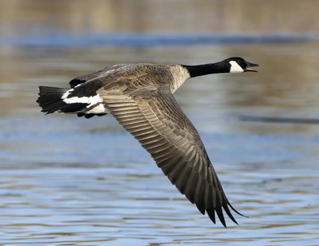 Wildlife Portraits Window Calendar North America - 17.25 x 11 in - product view 15