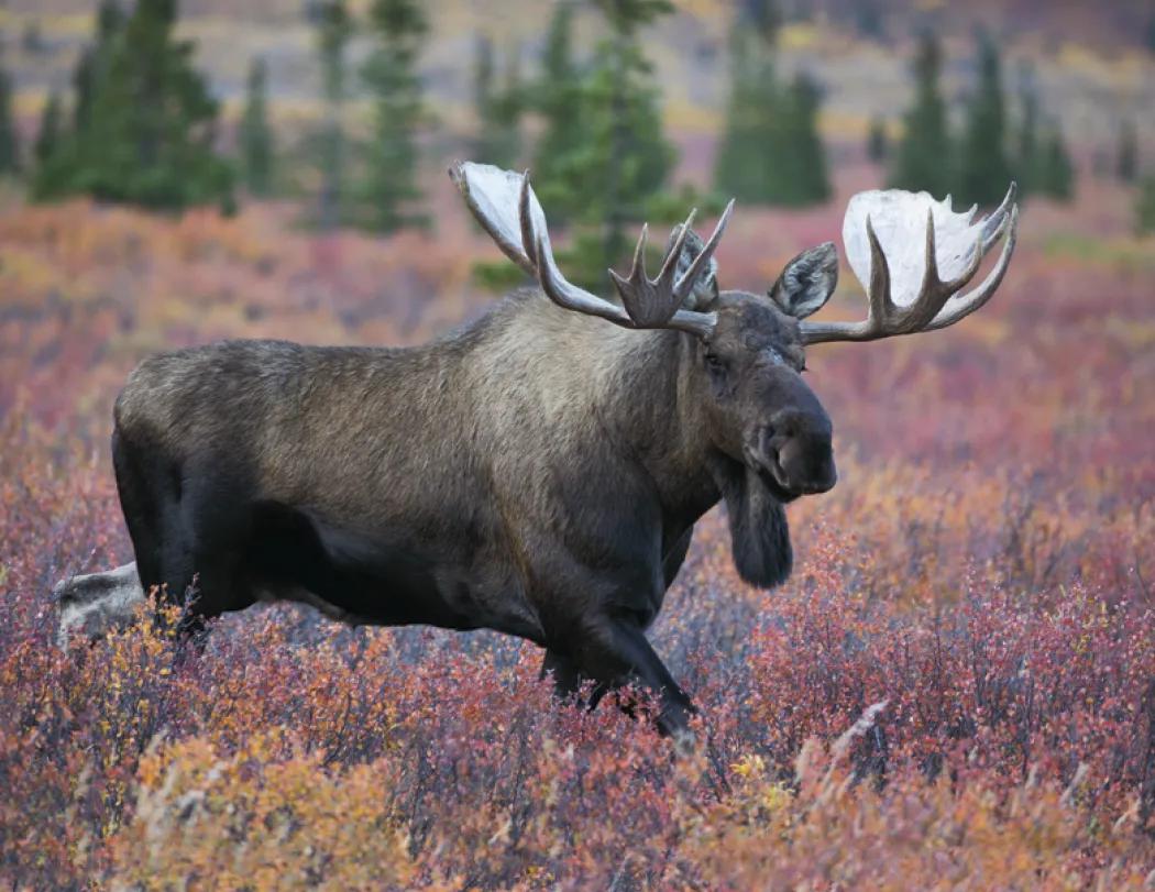 Wildlife Portraits Window Calendar North America - 17.25 x 11 in - product view 16