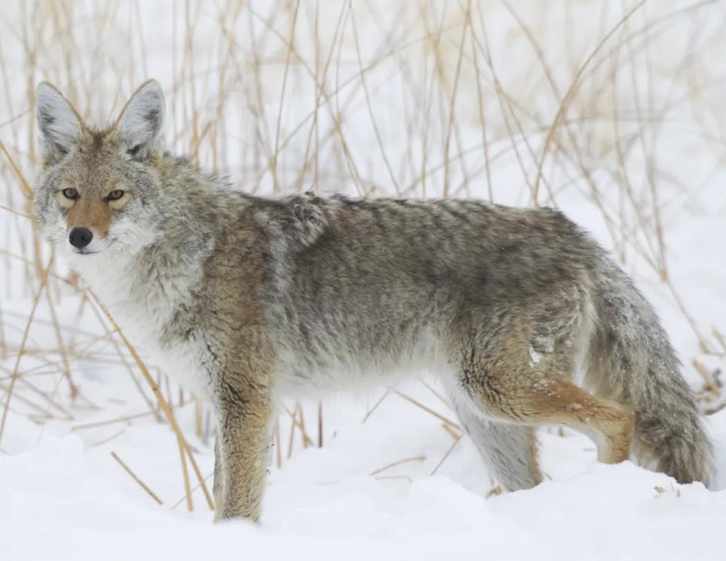 Wildlife Portraits Window Calendar North America - 17.25 x 11 in - product view 17