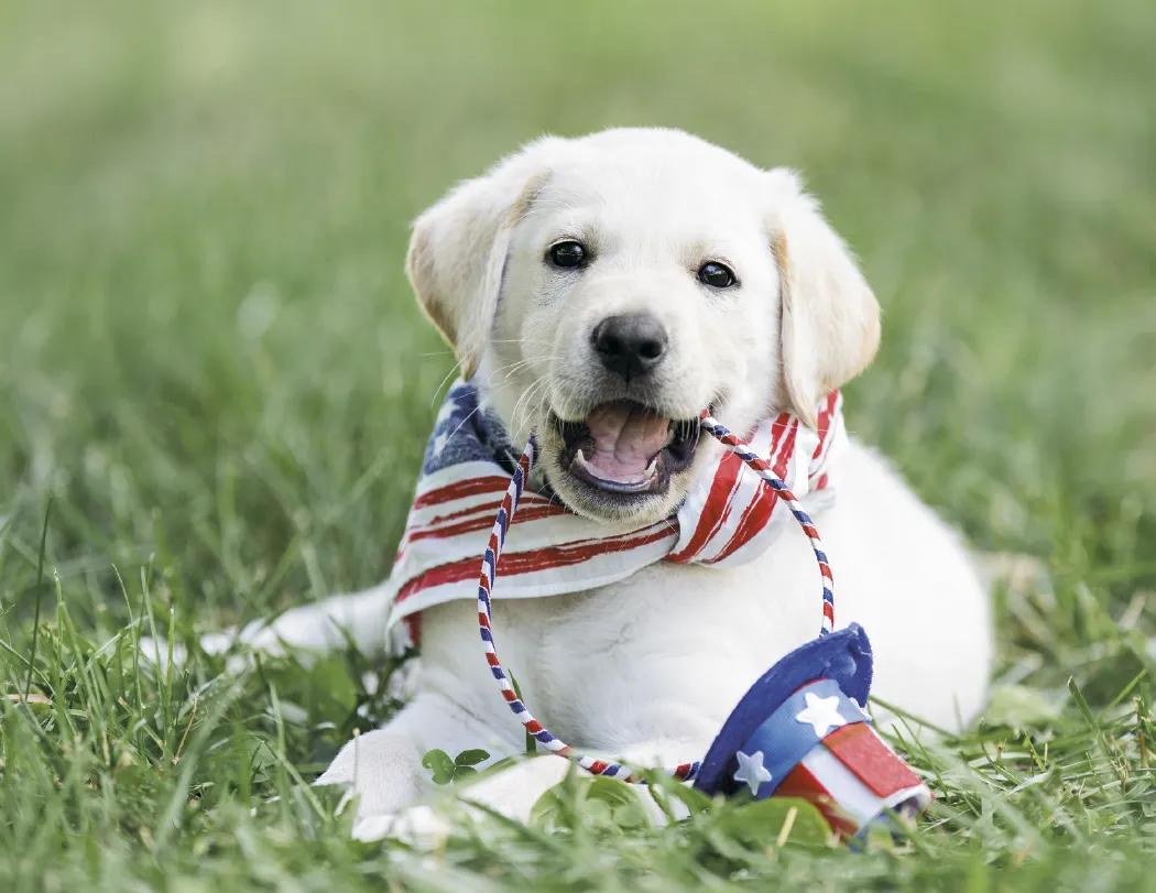 Celebrate America Window Calendar Patriotic FSC - 17.25 x 11 in - product view 5