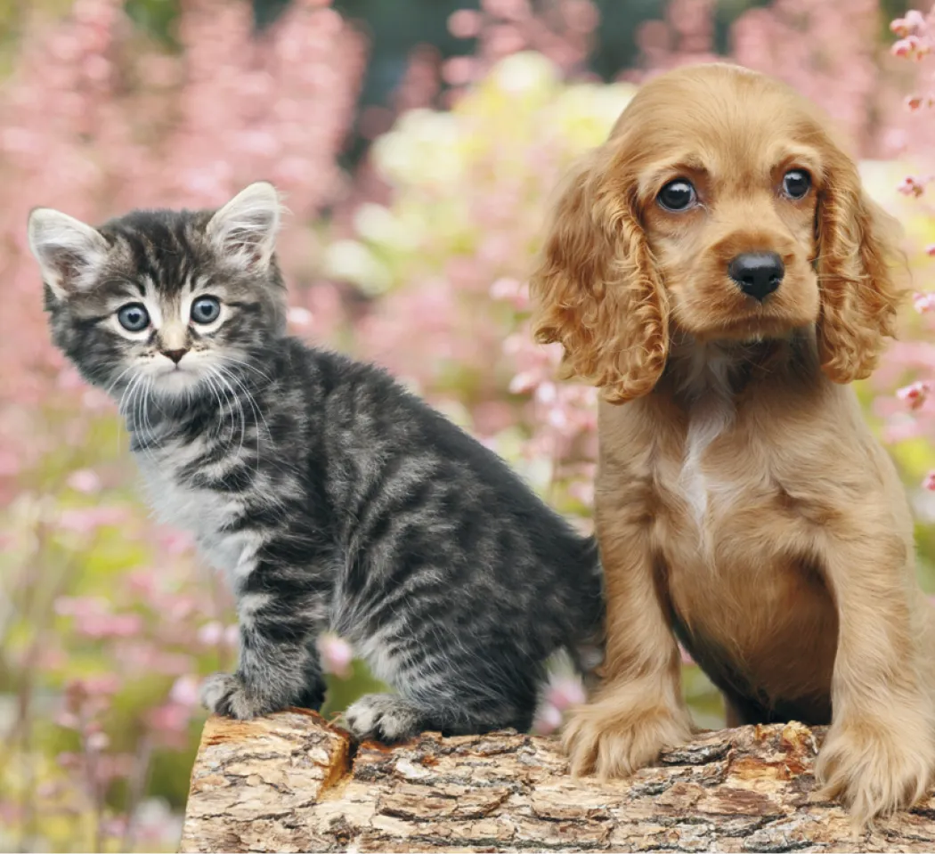 Puppies Kittens Mini Calendar FSC Gloss Paper - 12.125 x 5.75 in - product view 6