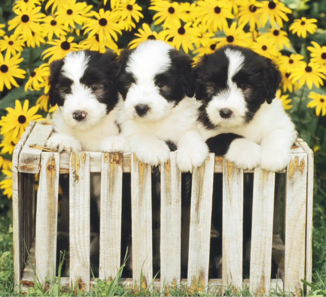 Puppies Kittens Mini Calendar FSC Gloss Paper - 12.125 x 5.75 in - product view 7