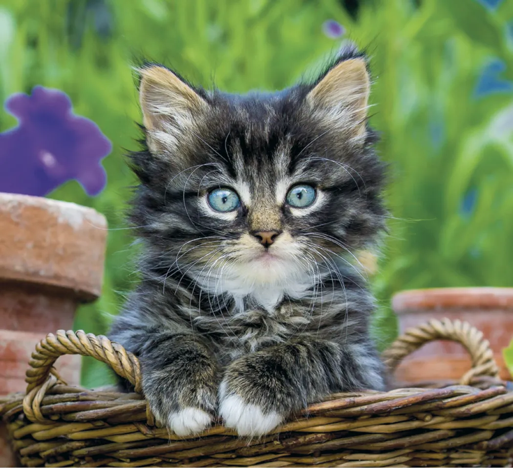 Puppies Kittens Mini Calendar FSC Gloss Paper - 12.125 x 5.75 in - product view 8