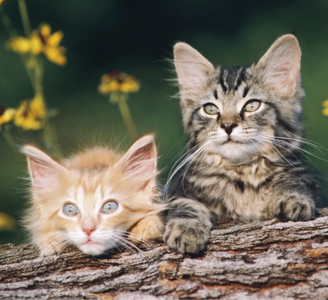 Puppies Kittens Mini Calendar FSC Gloss Paper - 12.125 x 5.75 in - product view 10