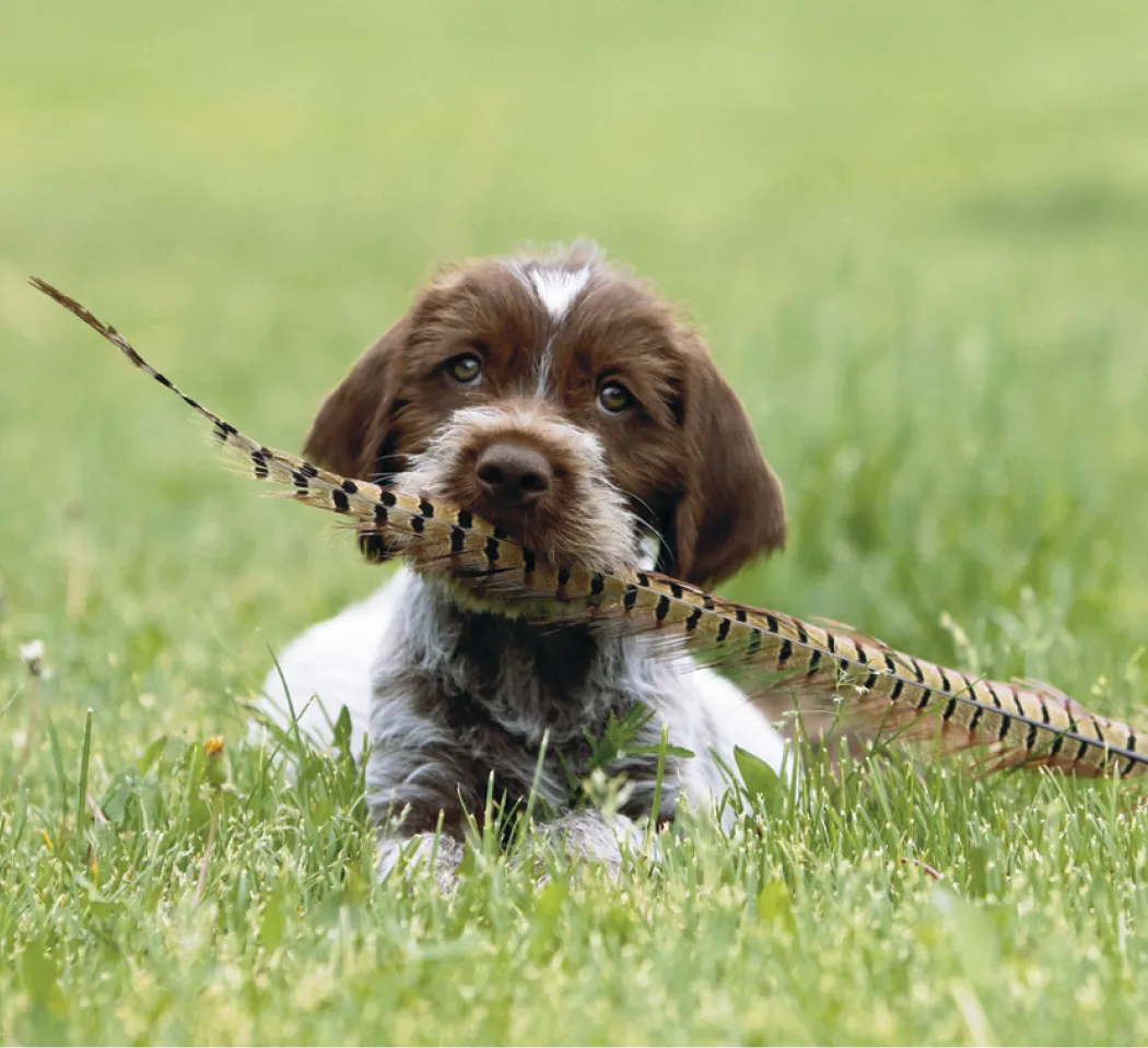 Puppies Kittens Mini Calendar FSC Gloss Paper - 12.125 x 5.75 in - product view 13