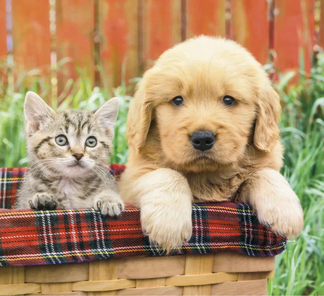 Puppies Kittens Mini Calendar FSC Gloss Paper - 12.125 x 5.75 in - product view 14