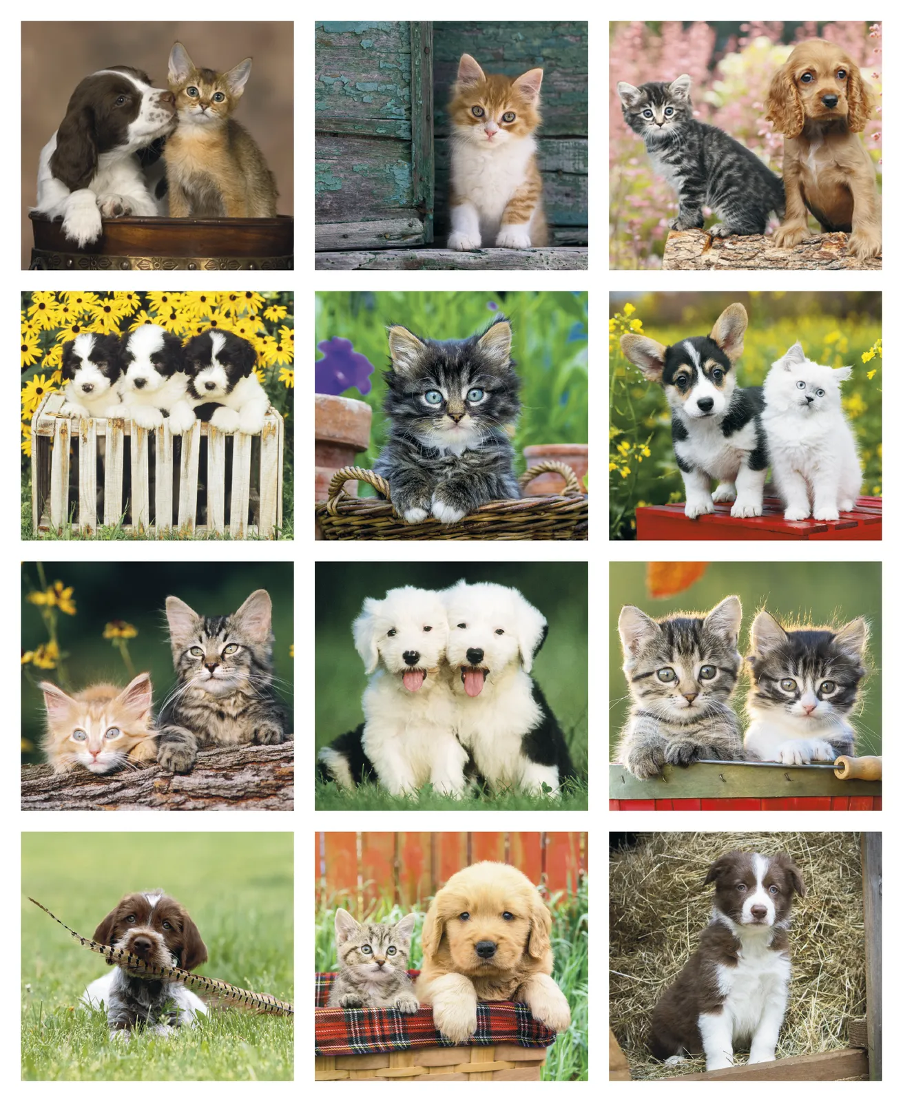 Puppies Kittens Mini Calendar FSC Gloss Paper - 12.125 x 5.75 in - product view 17