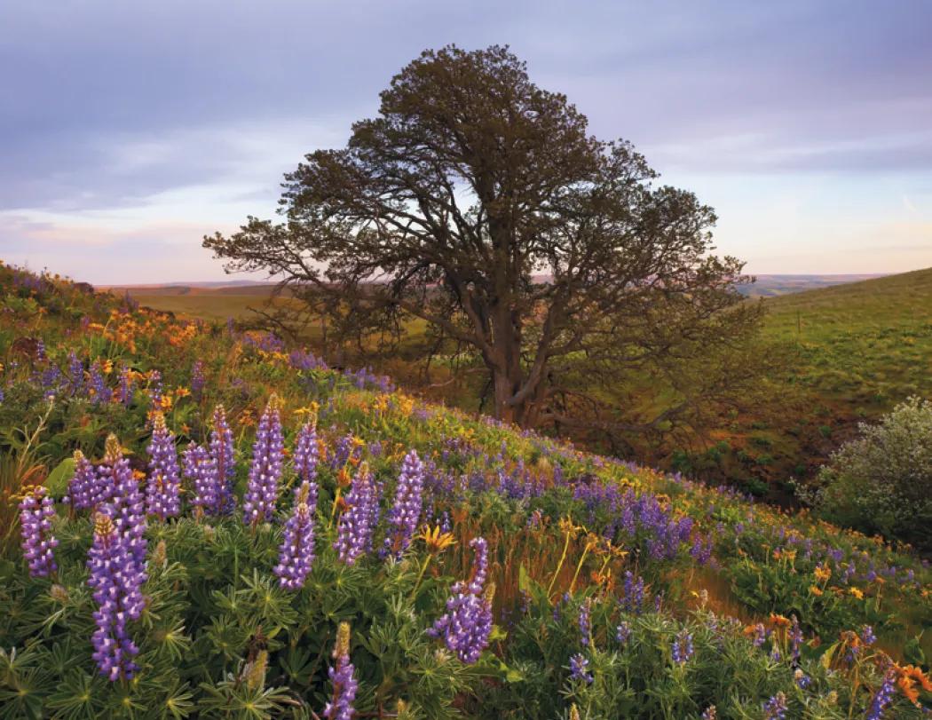 Scenic America Appointment Calendar Stapled FSC - 19 x 11 in - product view 11