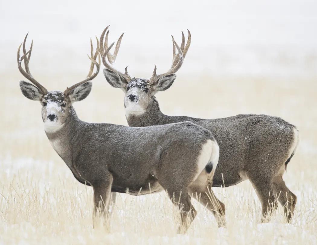 Wildlife Wall Calendar Stapled FSC Paper - 19 x 11 in - product view 7