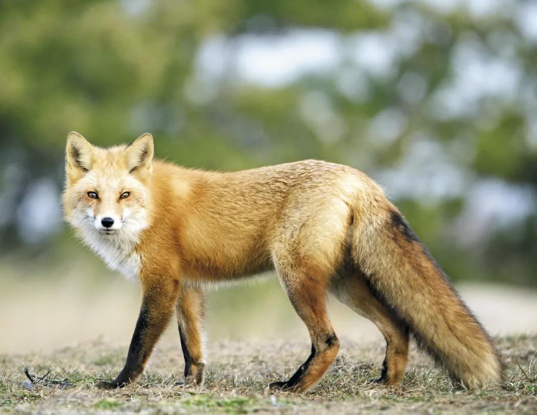 Wildlife Wall Calendar Stapled FSC Paper - 19 x 11 in - product view 10