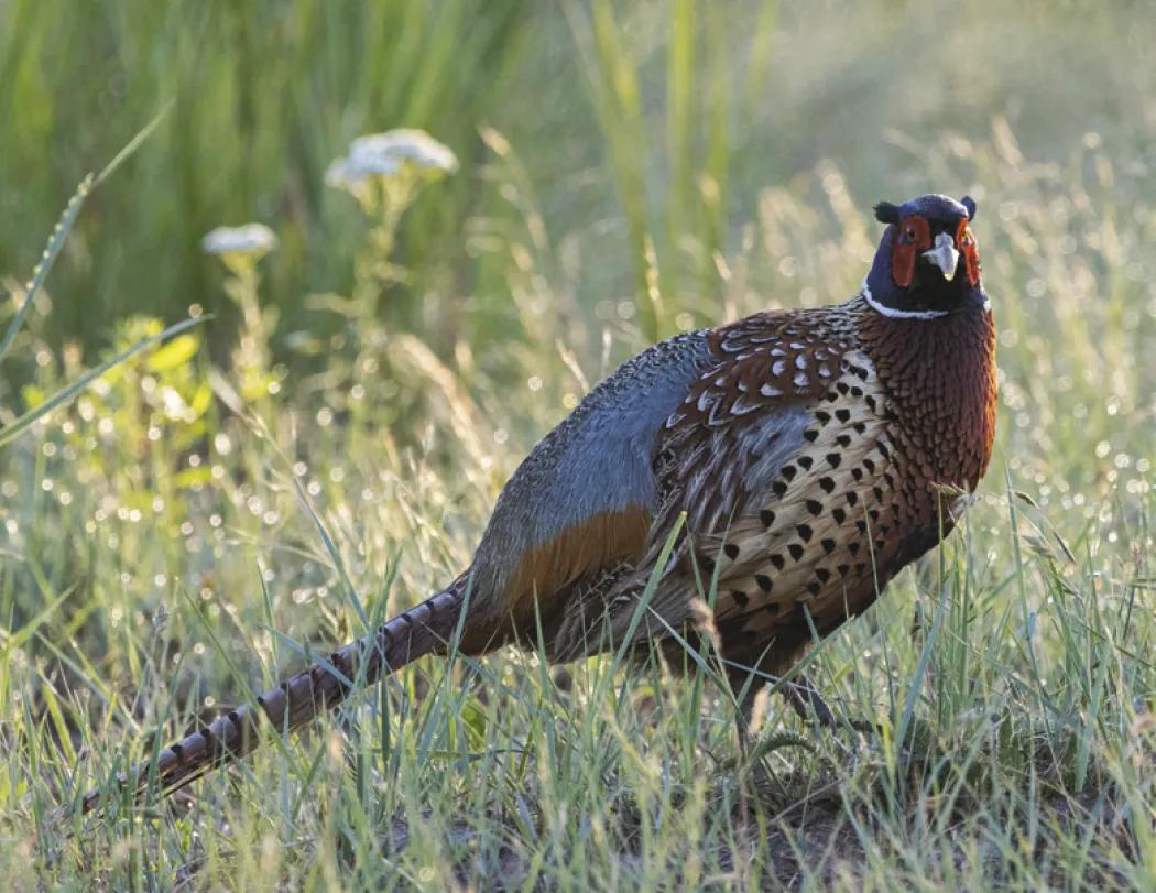 Wildlife Wall Calendar Stapled FSC Paper - 19 x 11 in - product view 12