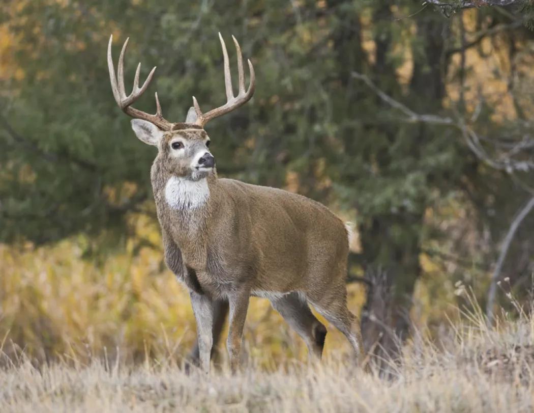 Wildlife Wall Calendar Stapled FSC Paper - 19 x 11 in - product view 16