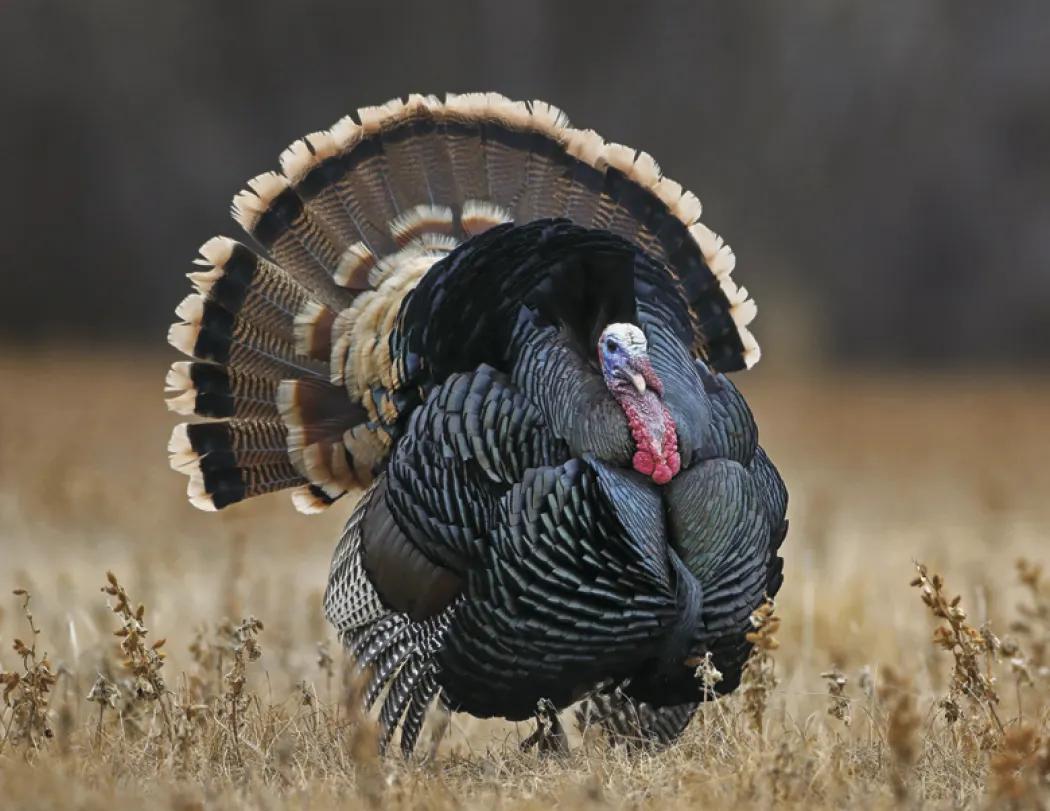 Wildlife Wall Calendar Stapled FSC Paper - 19 x 11 in - product view 17