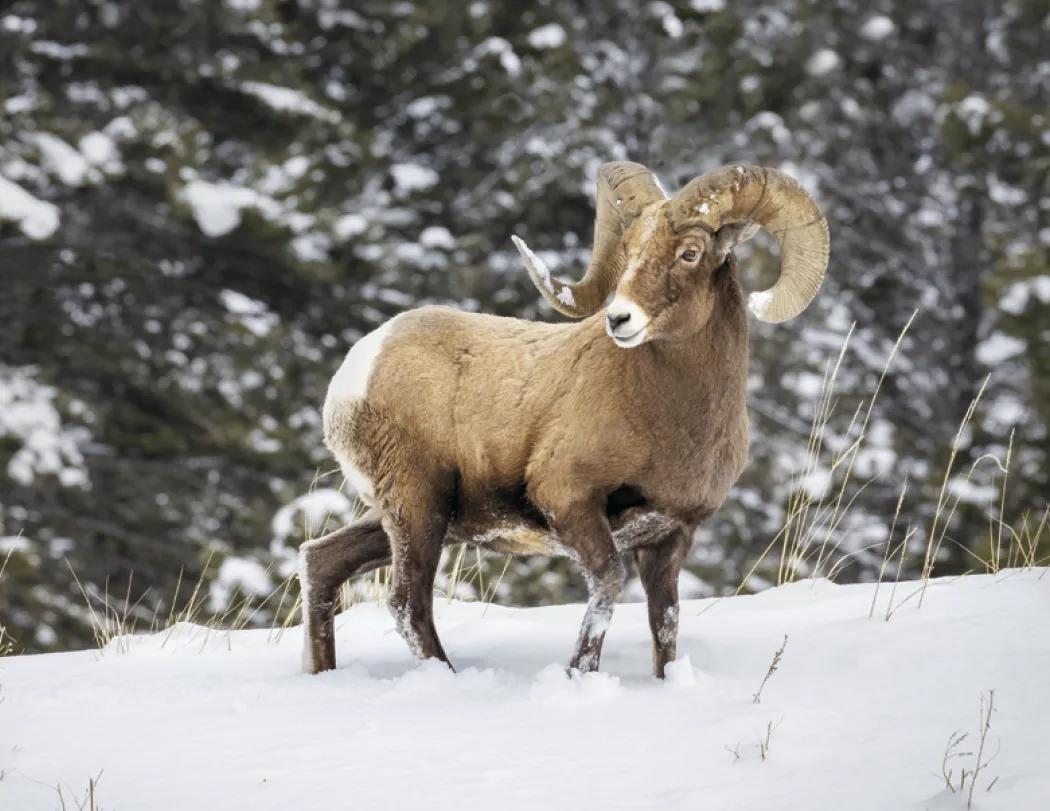 Wildlife Wall Calendar Stapled FSC Paper - 19 x 11 in - product view 18